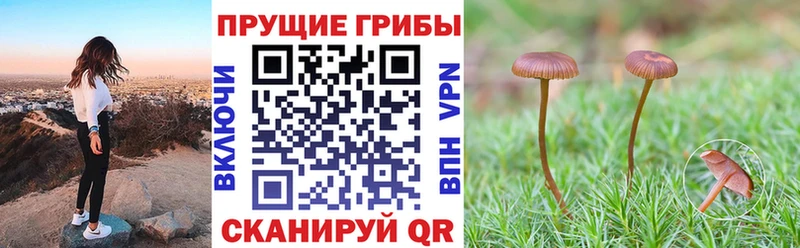 Псилоцибиновые грибы Cubensis  кракен онион  Кимры 